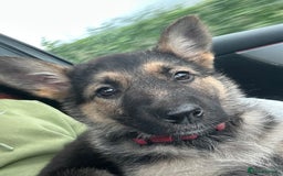 German Shepherd dogs for sale: German Shepherd 6 month old  - Image 2