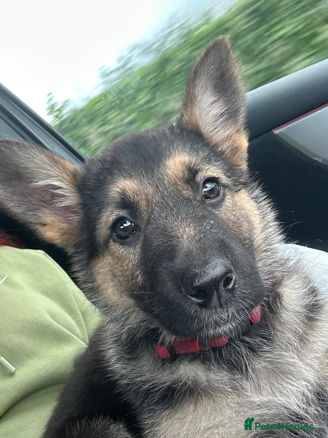 German Shepherd dogs for sale: German Shepherd 6 month old  - Image 2