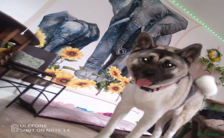 Akita dogs - Advert 1