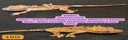 Gecko reptiles for sale: Juvenile Crested geckos - Prices lowered. - Advert 5