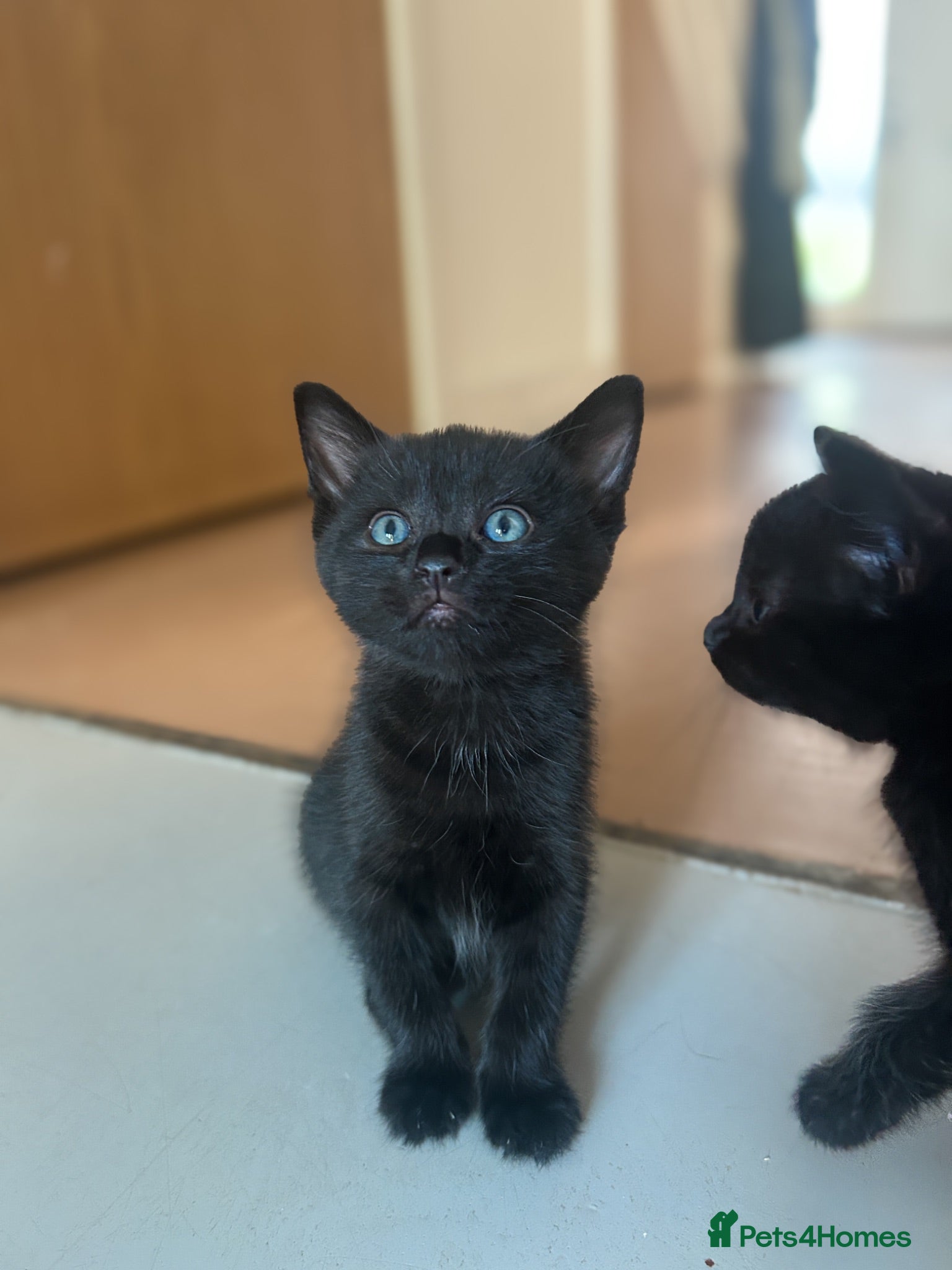 Mixed Breed cats Siamese x Bombay  - Advert 6