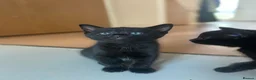 Mixed Breed cats for sale: Siamese x Bombay  - Advert 7