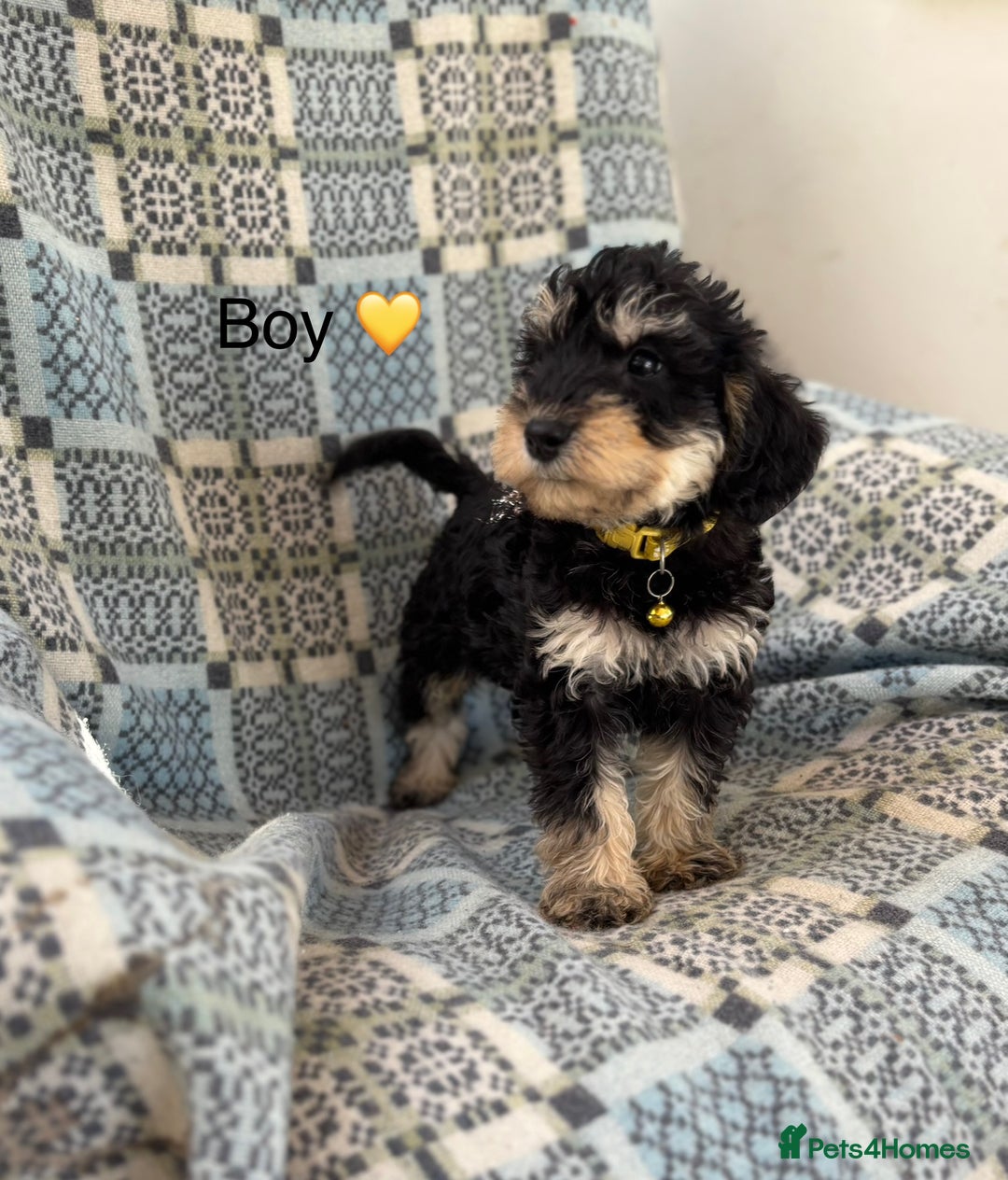 Mixed Breed dogs for sale: F1 MINI SCHNOODLE PUPPIES  - Image 15