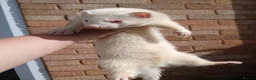 Ferret rodents for sale: 10 week old kits - Advert 15