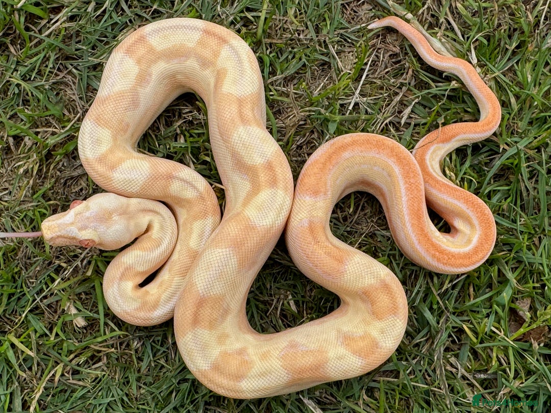 Boa Snake reptiles for sale: Baby Boa Morphs FOR SALE - Image 6
