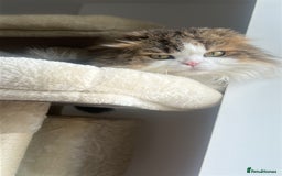 Scottish Fold cats for sale: TEDDY beautiful boy  - Advert 3