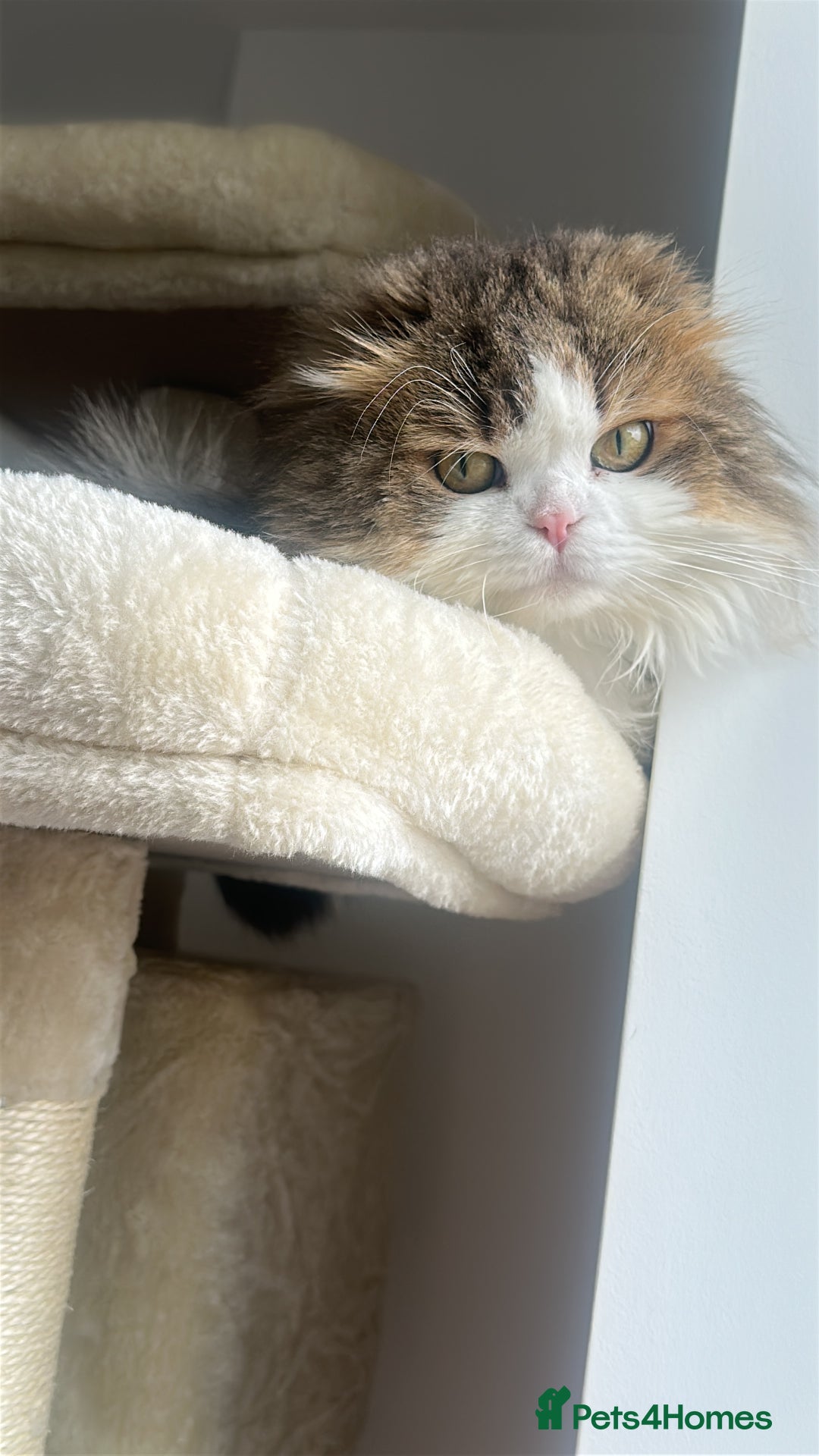 Scottish Fold cats for sale: TEDDY beautiful boy  - Advert 3