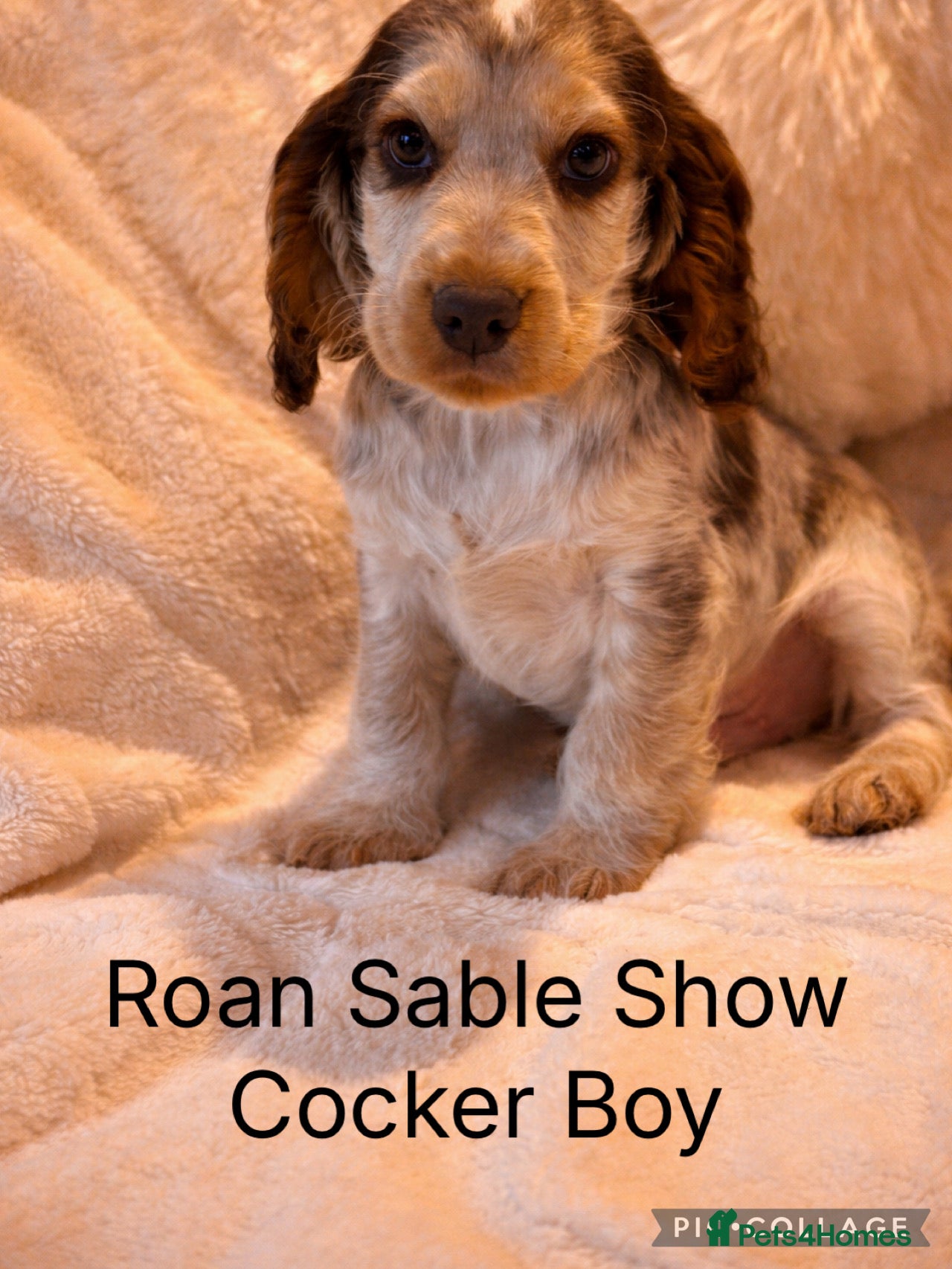 Cocker Spaniel dogs Stunning KC Show Cocker Spaniels - Advert 11