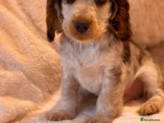 Cocker Spaniel dogs Stunning KC Show Cocker Spaniels - Advert 2