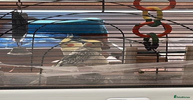 Cockatiels birds - Advert 5