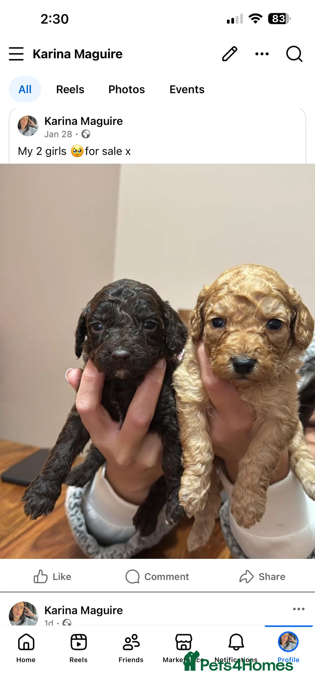 Cockapoo dogs for sale: Beautiful cockpoo - Advert 8