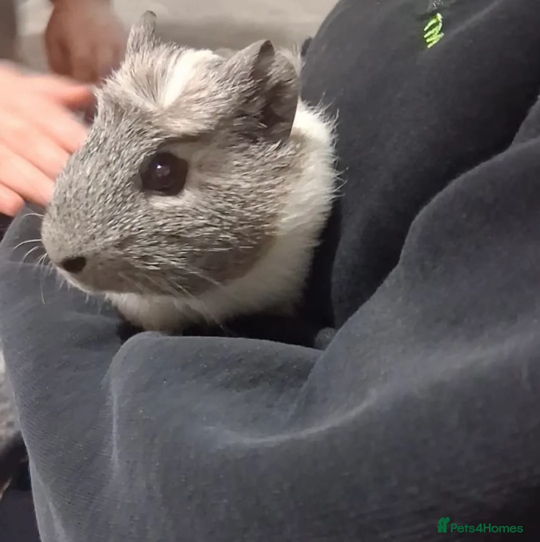 Guinea Pig rodents for sale: 2x Guinea pigs  in Corby - Advert 1