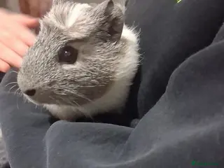 Guinea Pig rodents 2x Guinea pigs - Advert 6