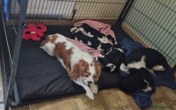 Cavalier King Charles Spaniel dogs for sale: 2 Handsome boys not kc reg - Image 1