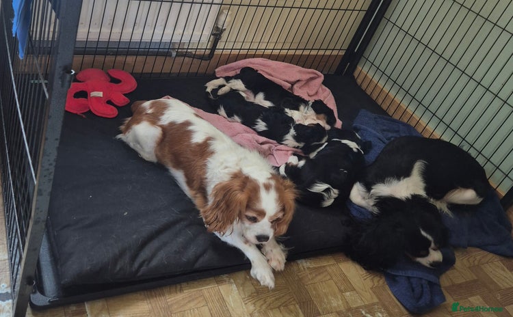 Cavalier King Charles Spaniel dogs - Advert 1
