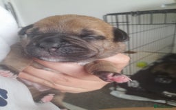 Mixed Breed dogs for sale: Puppies for sale ready 10th September - Image 5