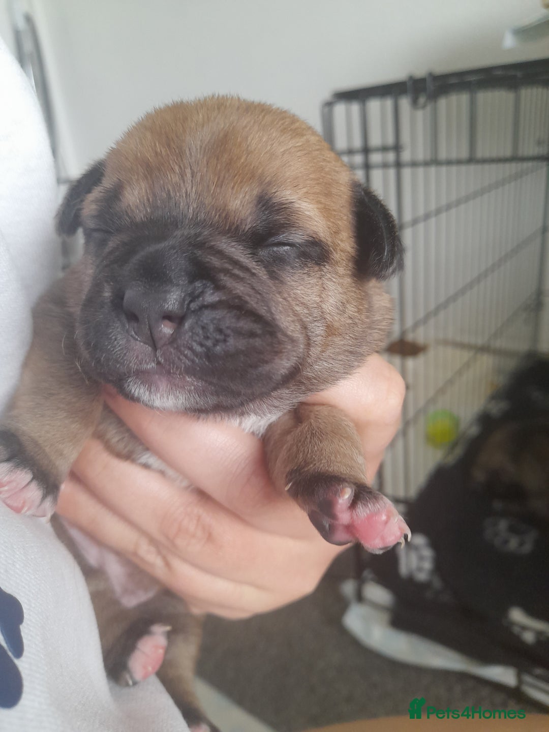 Mixed Breed dogs for sale: Puppies for sale ready 10th September - Image 5