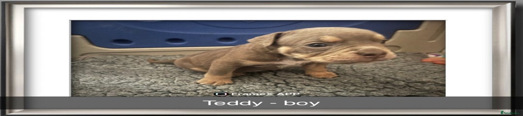 Olde English Bulldogge Puppy 3