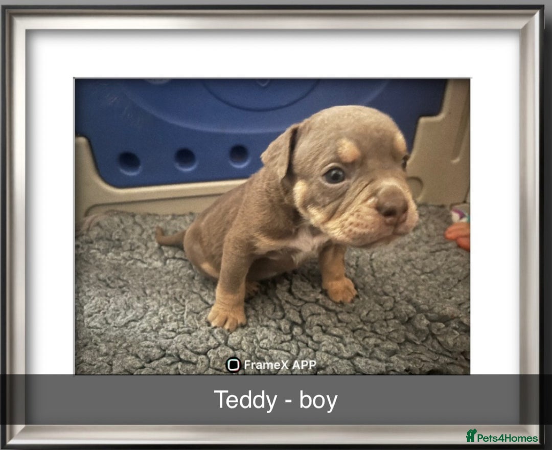 Olde English Bulldogge dogs for sale: Old English bulldog puppies  - Image 7
