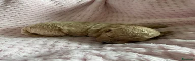 Maltipoo Puppy 3