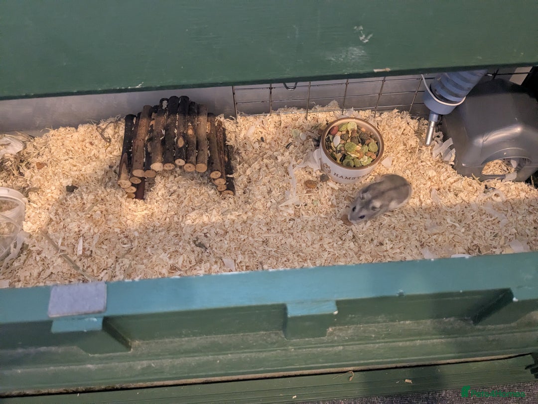 Hamster rodents for sale: Hamster - Image 4