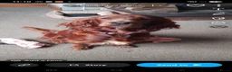 Irish Setter dogs for sale: KC registered Irish Setter puppies - Advert 1