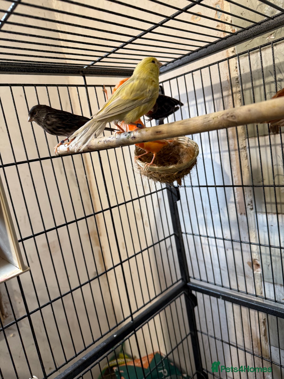 Canaries birds for sale: Canary’s  - Image 2