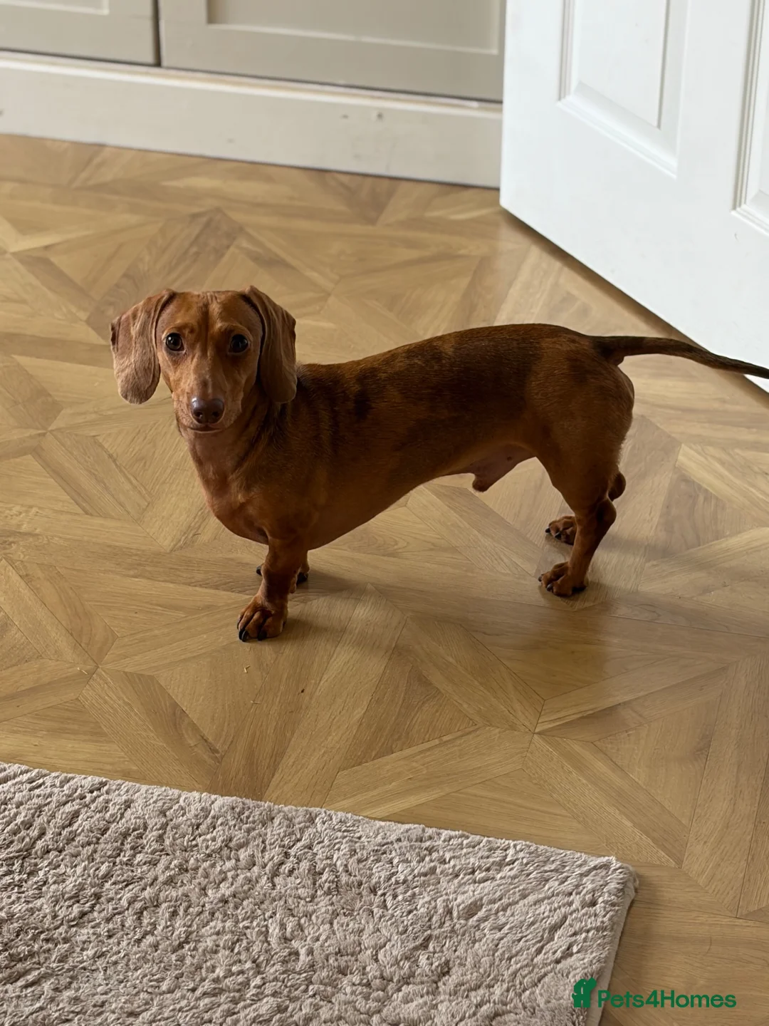 Miniature Dachshund dogs for sale: 3 year old and 2 year old miniature dachshunds - Advert 2