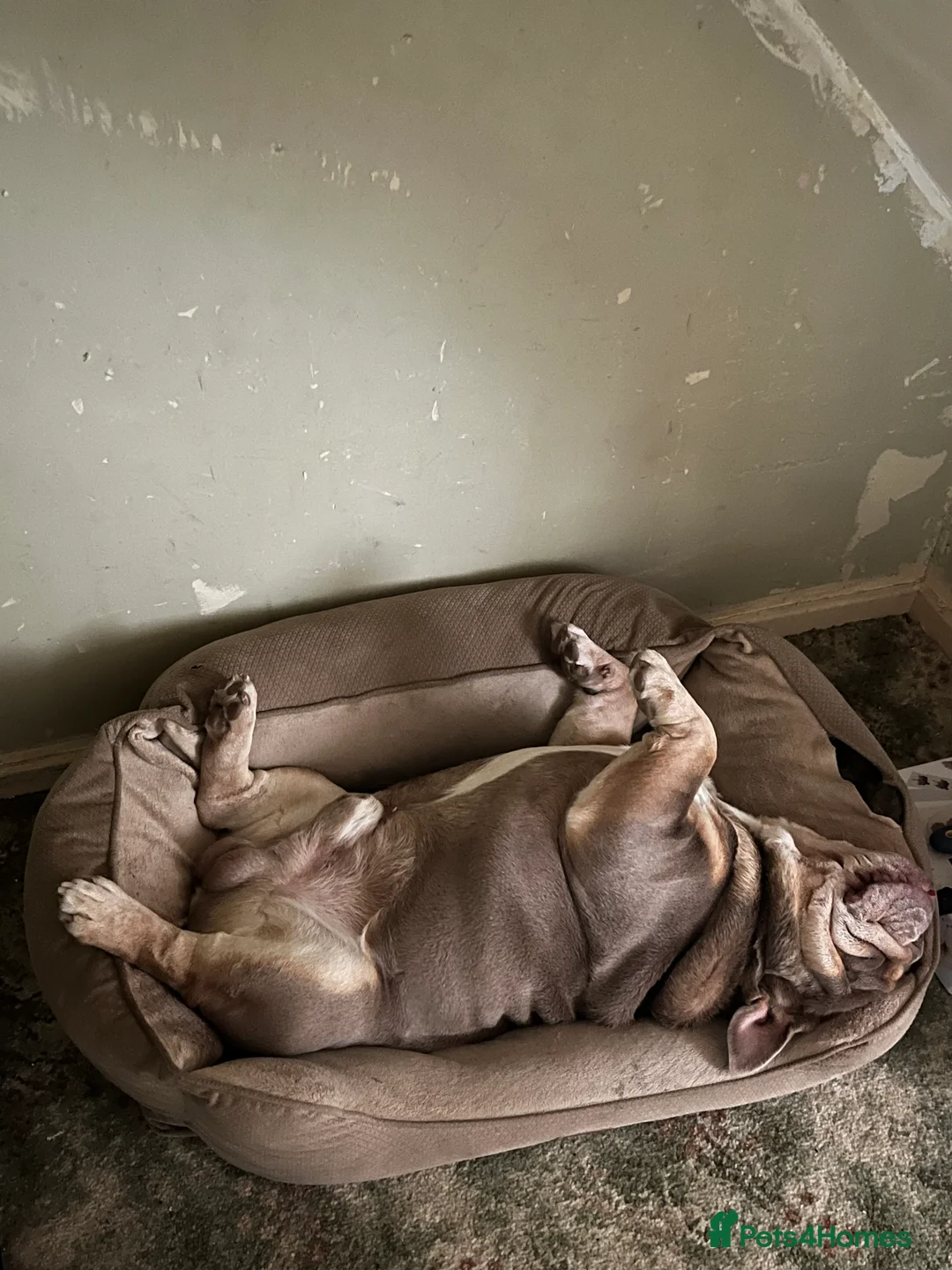 English Bulldog dogs for sale: English bulldog for rehoming  - Advert 6