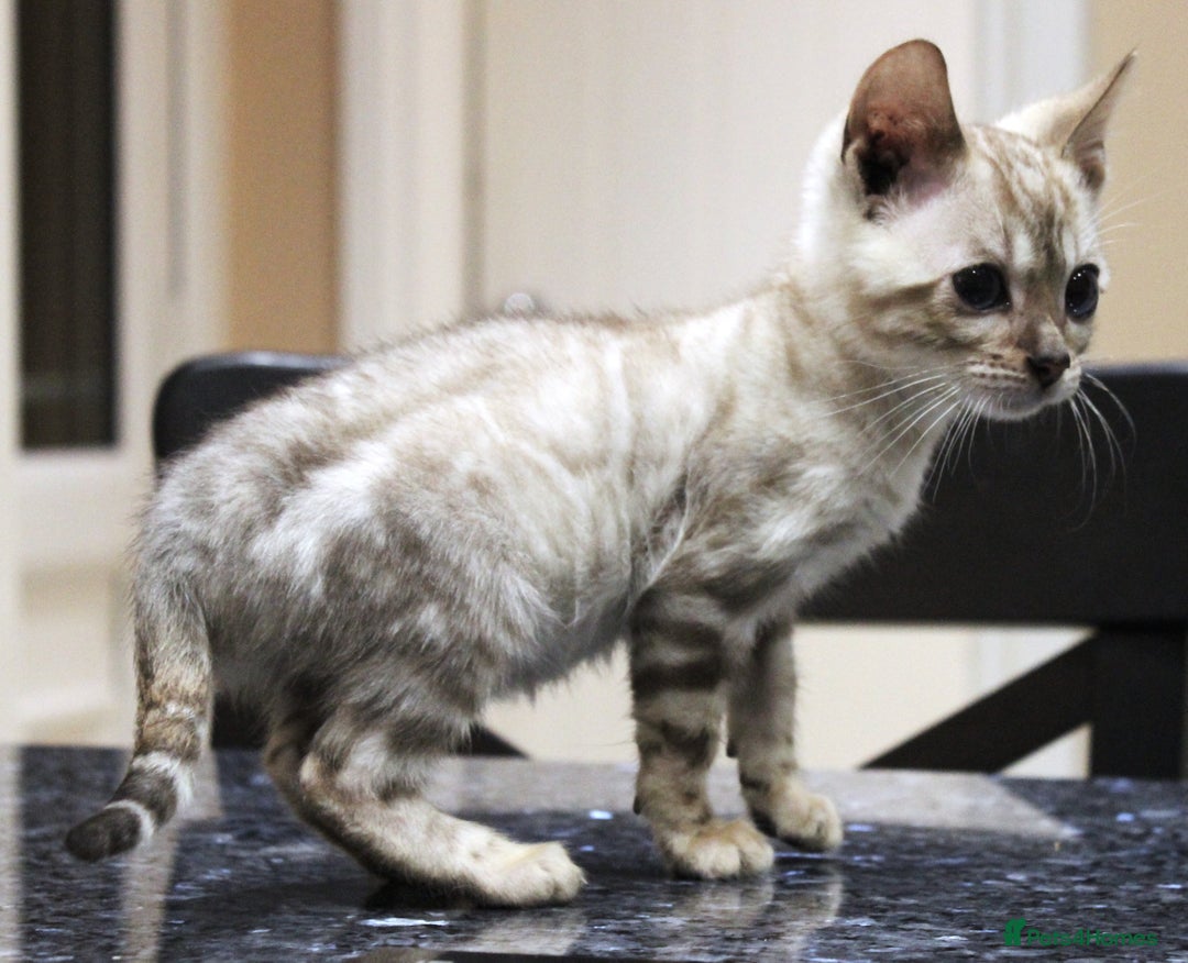 Bengal cats for sale: CUTE SNOW LYNX (BLUE-EYED) MALE BENGAL KITTEN - Image 1