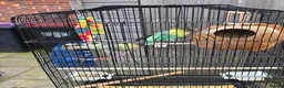 Lovebirds birds for sale: Pair of love birds with cage and other accessories - Advert 3
