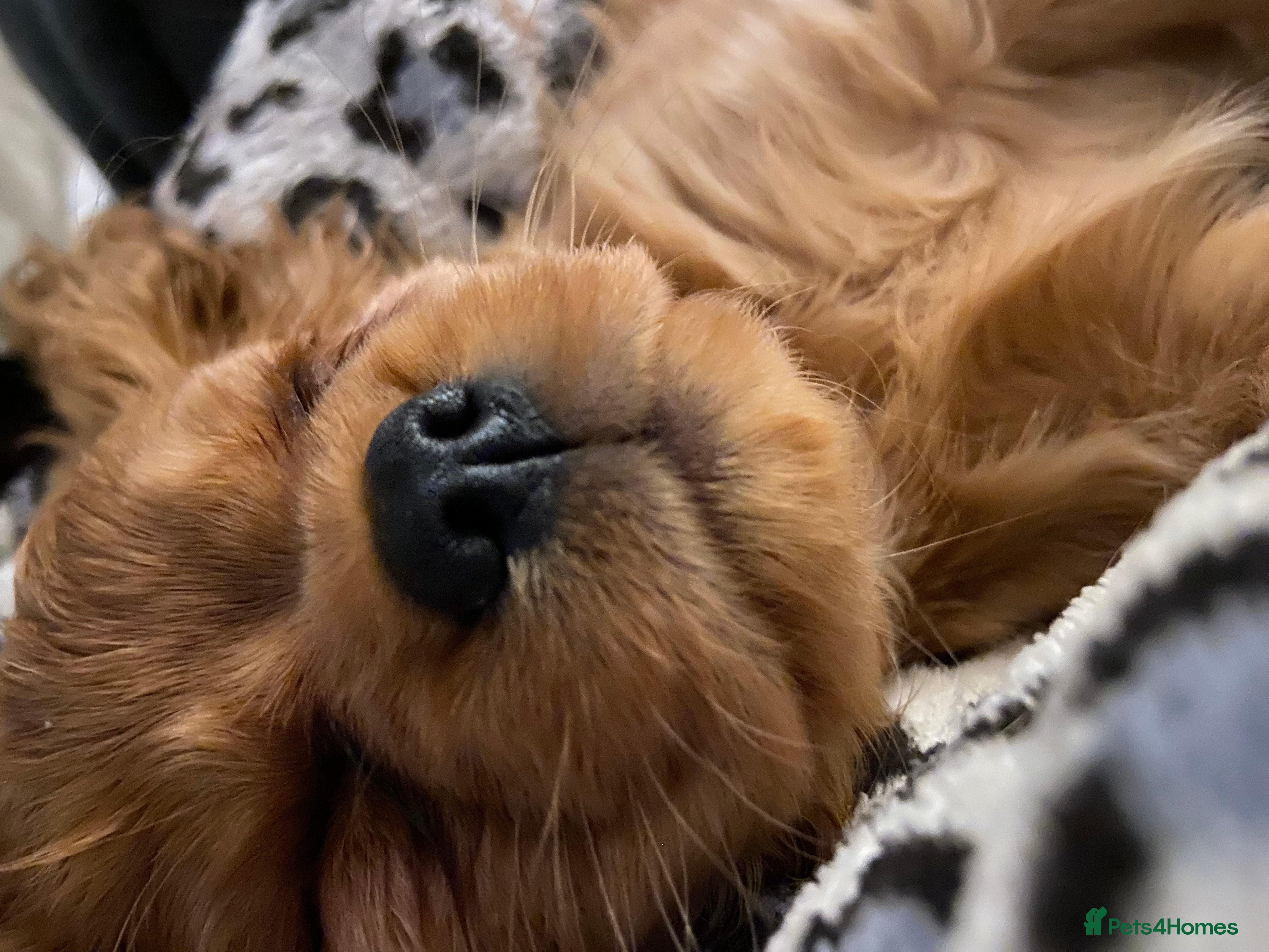 Cavalier King Charles Spaniel dogs Exceptional, ruby pure bred Cavaliers - Advert 12