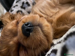 Cavalier King Charles Spaniel dogs Exceptional, ruby pure bred Cavaliers - Advert 12