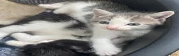Ragdoll cats for sale: Ragdoll x kittens for sale - Advert 4