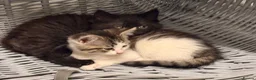 Maine Coon cats for sale: Maine Coon Cross Kittens - Advert 4