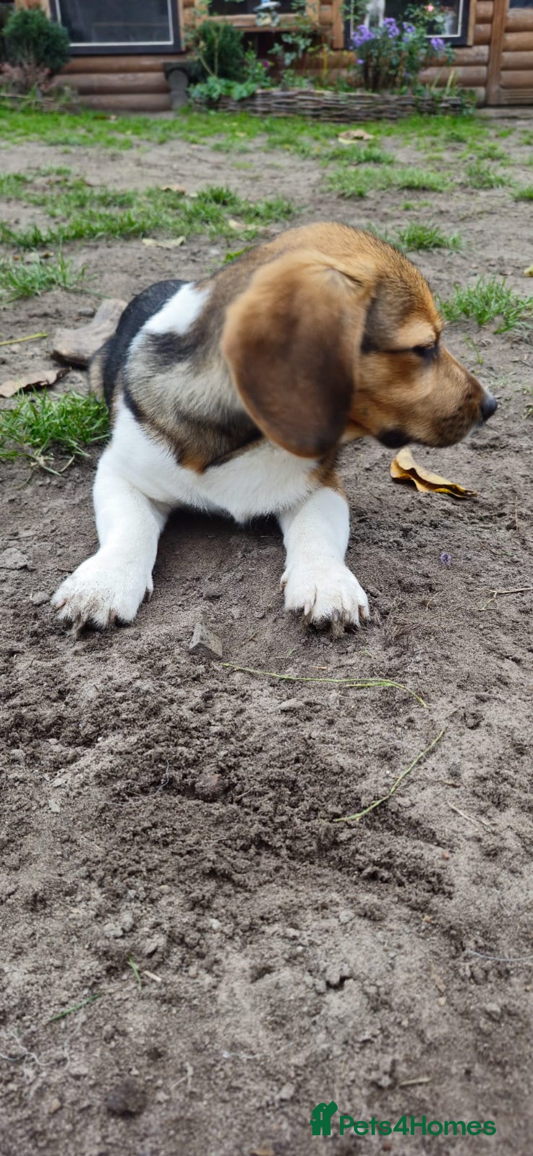 Beagle dogs for adoption: 💙🐶 ELVIS 🐶💙 - Image 17