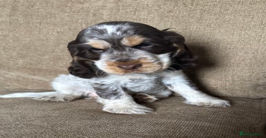 Cocker Spaniel dogs - Advert 3