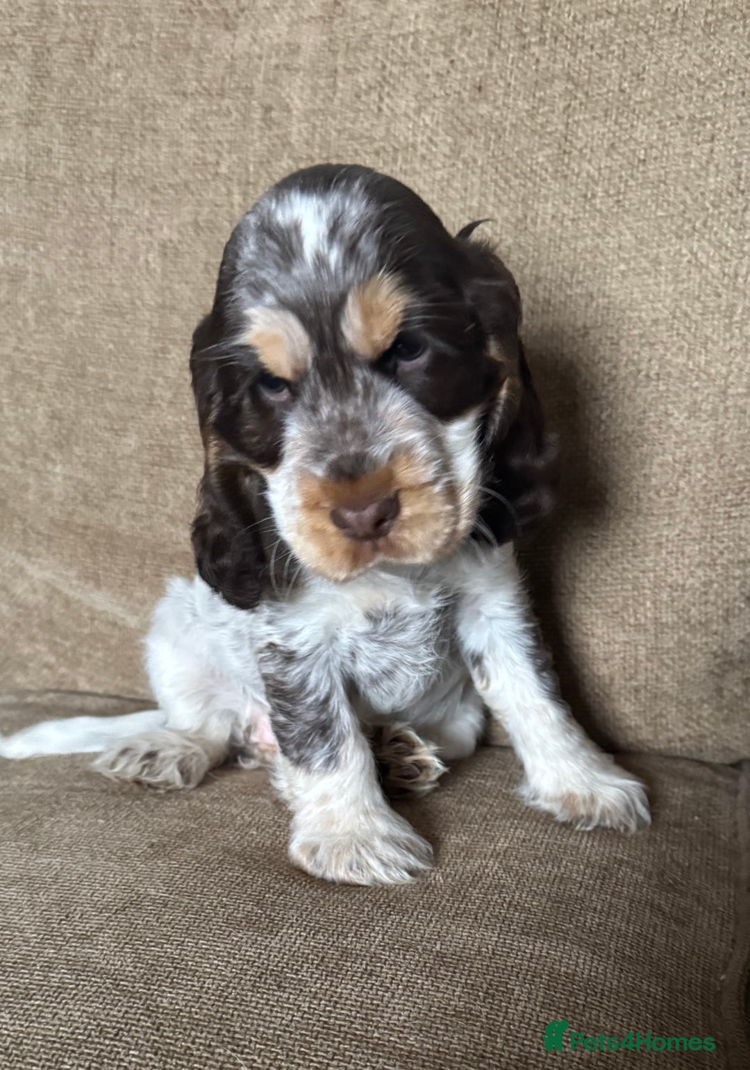 Cocker Spaniel dogs for sale: Gorgeous KC reg show cockers  - Image 3