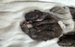 Maine Coon cats for sale: 5 bengal/maine coon kittens - Image 9