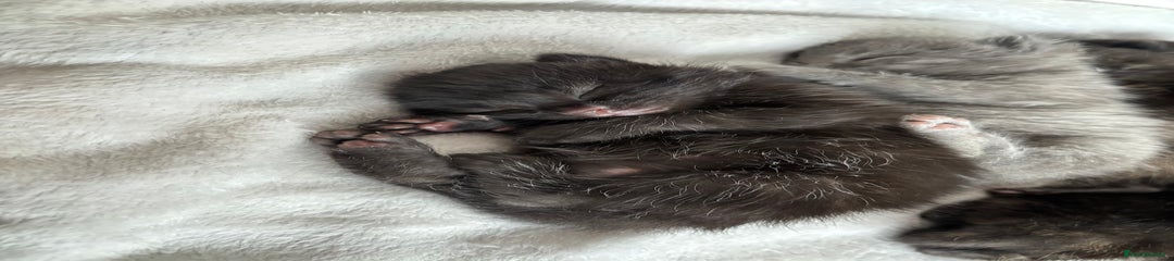 Maine Coon Kitten 1