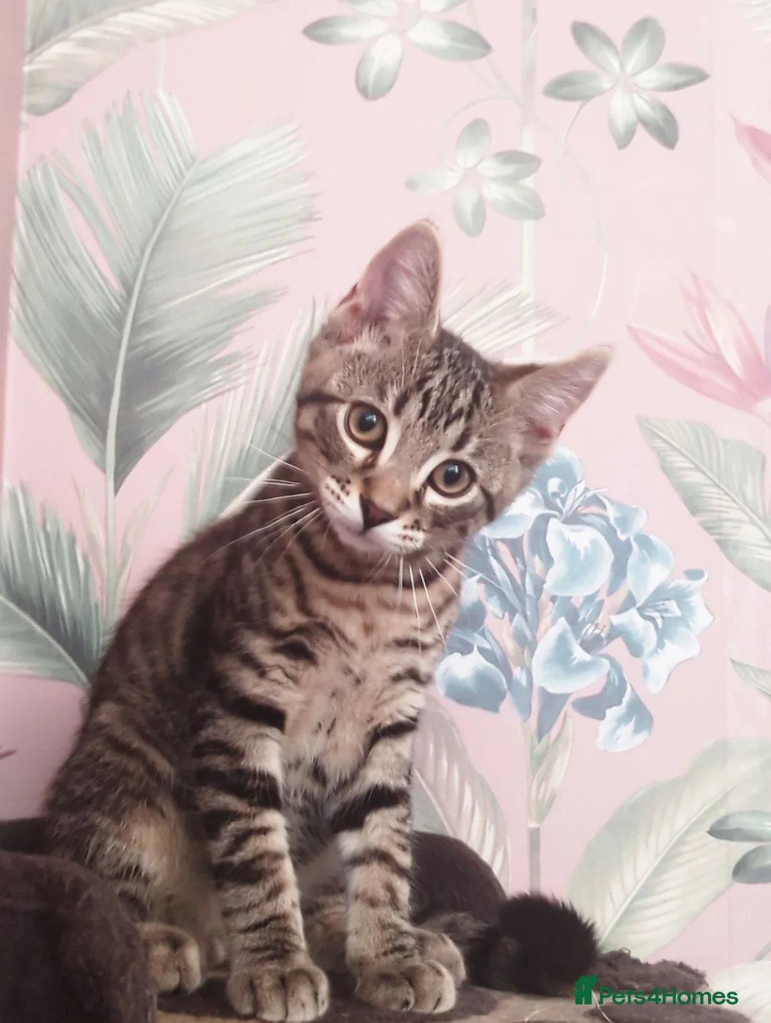 European cats for sale: Tabby Kittens 🐾 - Advert 2