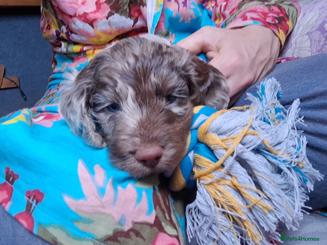 Cockapoo dogs for sale: Toy F1 Cockerpoo last chocolate boy  - Advert 27