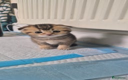 British Shorthair cats for sale: Beautiful Kittens for sale - Image 9