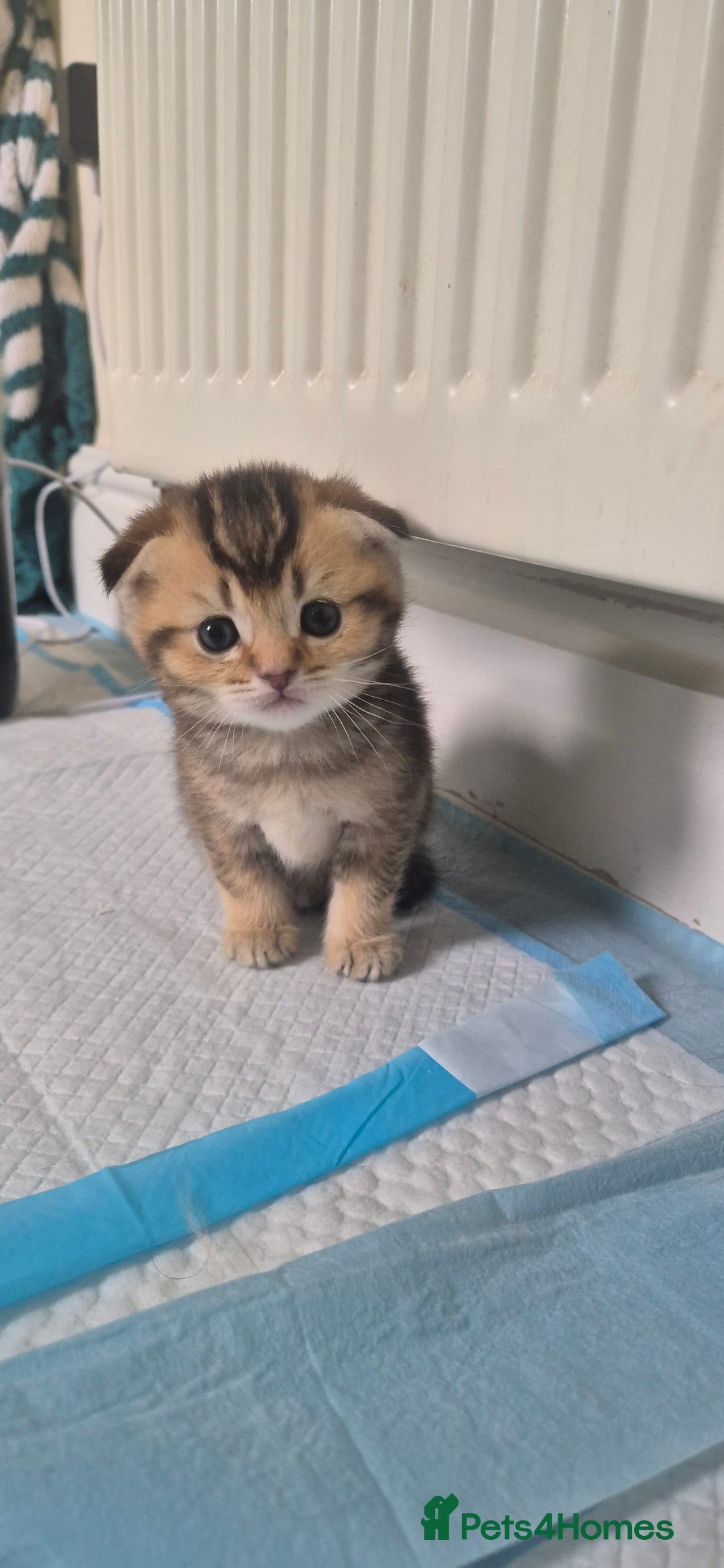 British Shorthair cats for sale: Beautiful Kittens for sale - Image 9