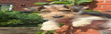 Fox Terrier 4