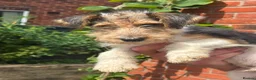 Fox Terrier dogs for sale: Wired Fox Terrier Boy pups  - Advert 2