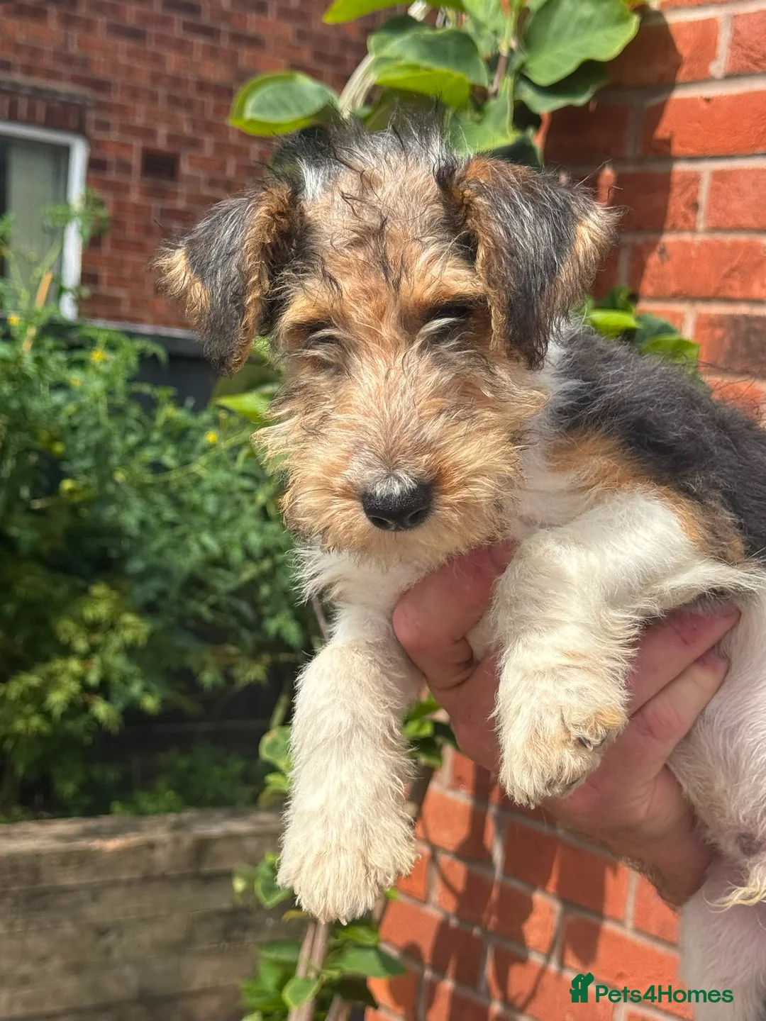 Fox Terrier dogs for sale: Wired Fox Terrier Boy pups  - Advert 2
