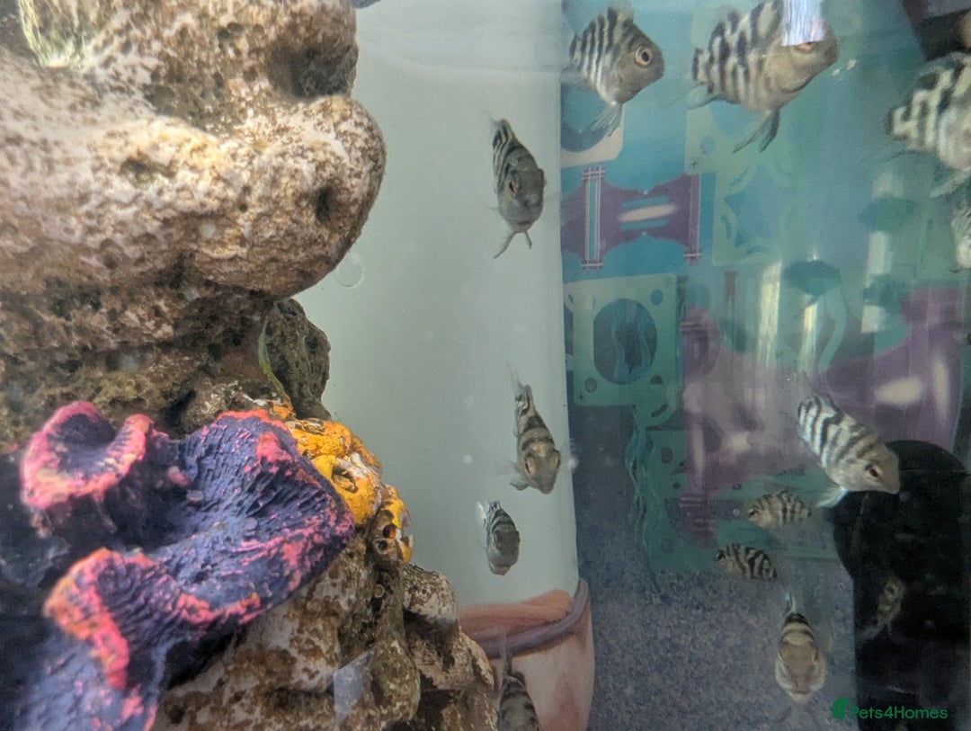 Cichlids fish for sale: Baby Polar Parrot fish, 4 for £10 - Image 6