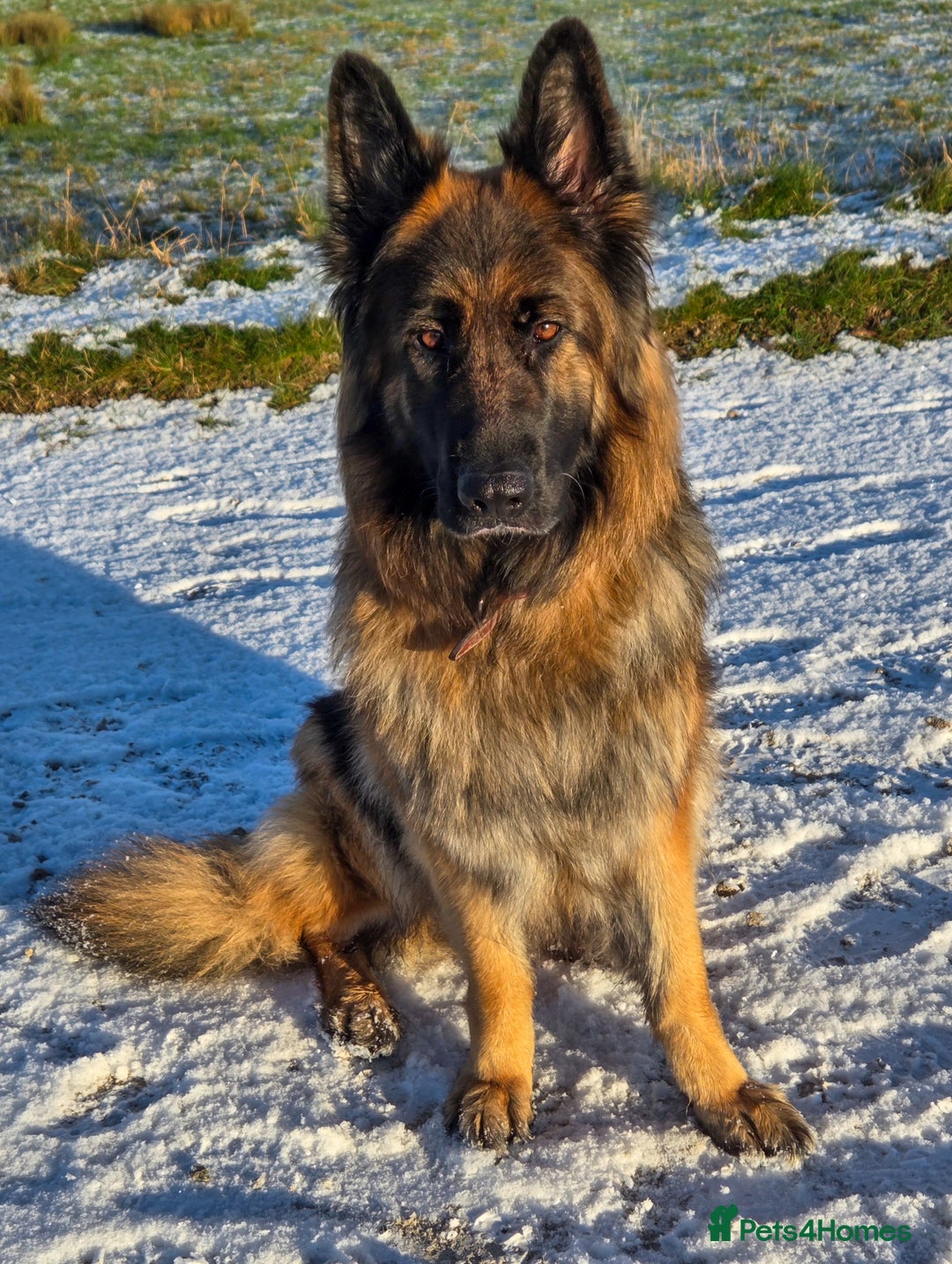 Mixed Breed dogs for sale: 🌟German Shepherd x Labrador Retriever Puppies 🌟 - Advert 14