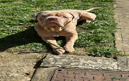 Mastiff dogs for stud: Neapolitan Mastiff cross (Sabre) - Image 3